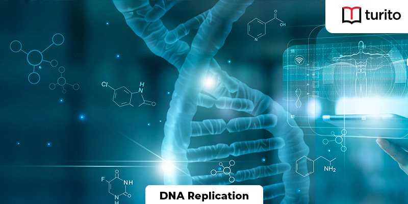 DNA Replication