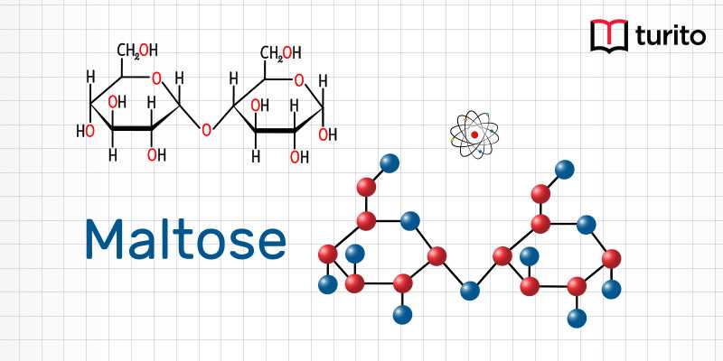 Maltose