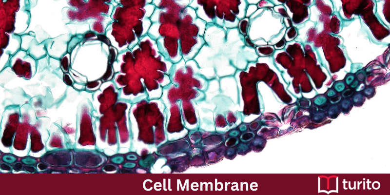 Cell Membrane