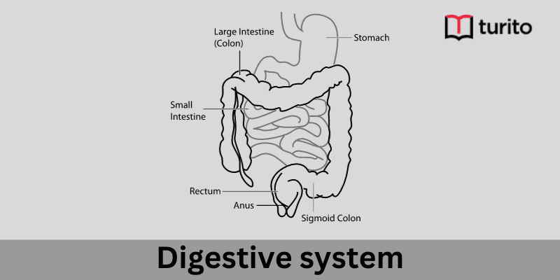 Digestive system