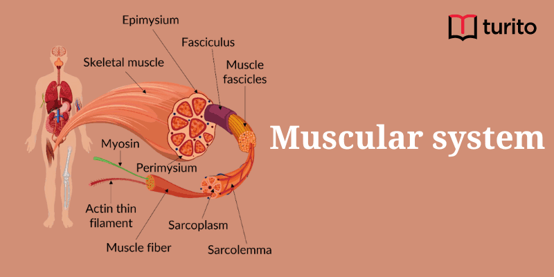 Muscular system