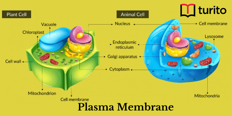 Plasma Membrane