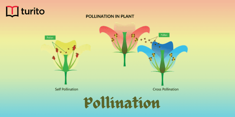 Pollination