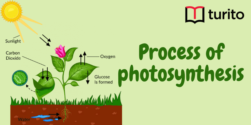 Process of photosynthesis