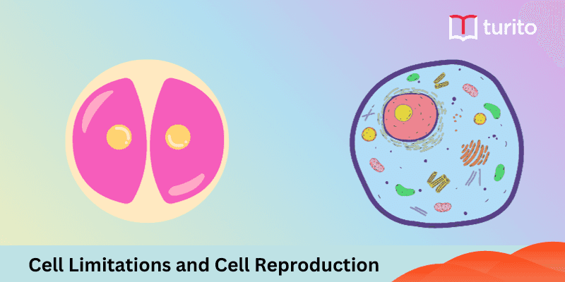 cellular reproduction