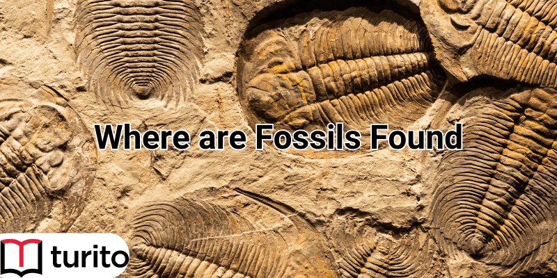 fossils