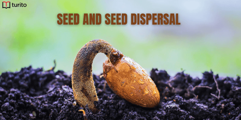 Seed Dispersal