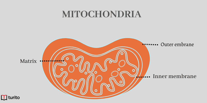 mitochondria