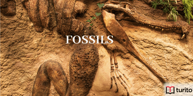 Fossils