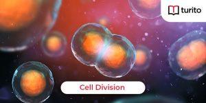 cell division